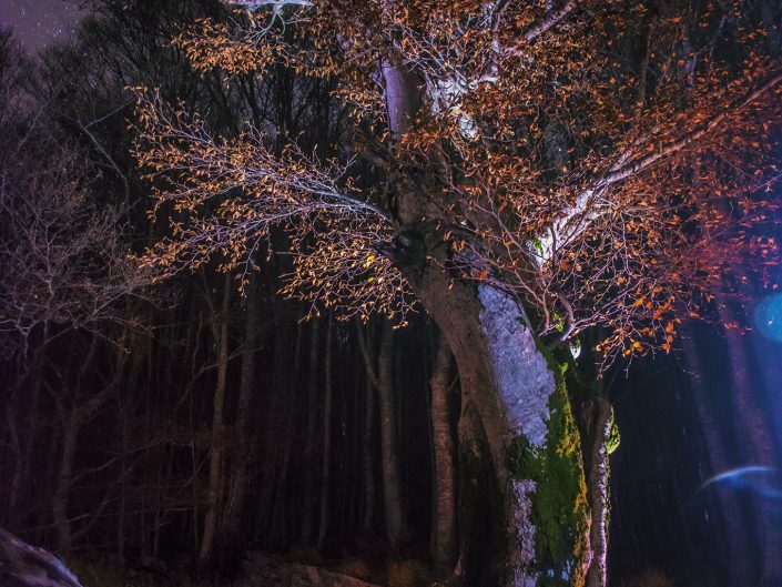 Una volpe rossa si aggira nel buio della notte tra le caduche foglie autunnali e la brezza dei primi freddi portata dal vicino Appennino - Alpi Apuane.