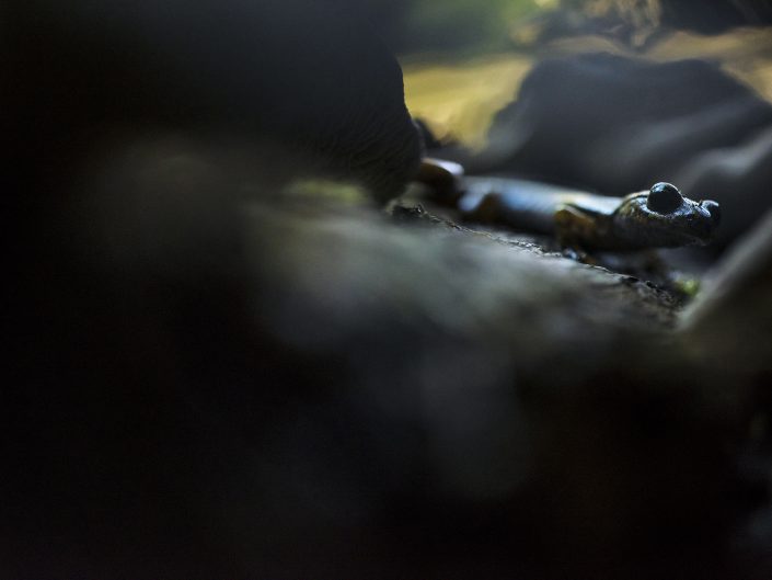 Nell'oscurità del sottobosco mi è stato possibile fare alcuni scatti a questo piccolo esemplare di Geotritone apuano che cercava di sfuggire alla luce del giorno - Alpi Apuane.