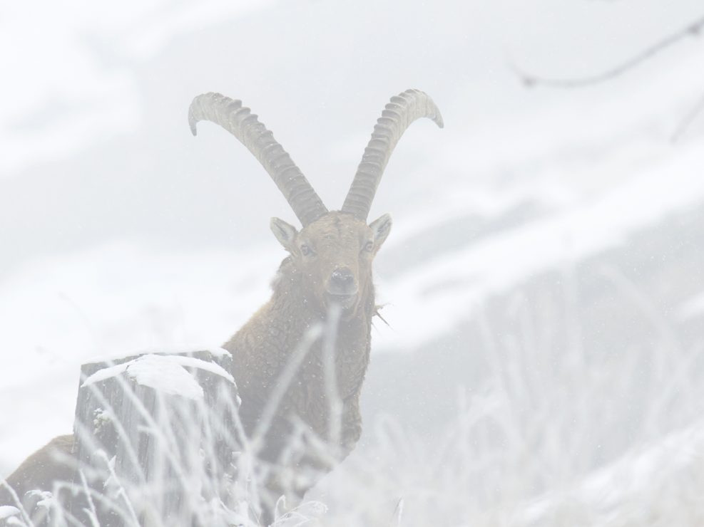 Stambecco durante una tormenta di neve all'interno del Parco Nazionale del Gran Paradiso