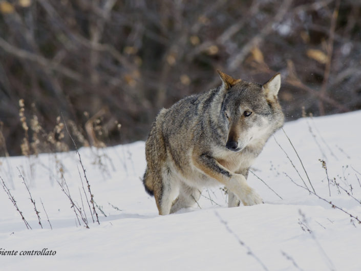 Un lupo appenninico si aggira guardingo nella neve appena caduta, riprese effettuate in ambiente controllato.