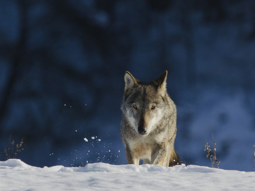 Il lupo appenninico, una risorsa ecologica che sta riappropriandosi dei suoi territori dopo secoli di persecuzioni