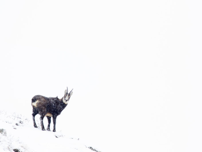 Un camoscio fotografato durante una escursione invernale all'interno del Parco Nazionale del Gran Paradiso