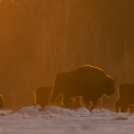 Bisonte europeo ripreso all'interno della foresta di Bialowieza - polonia