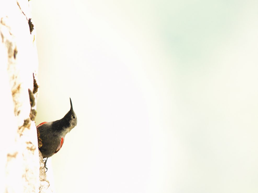 Alte cime calcaree, l'ambiente ideale per poter osservare questa piccola meraviglia della natura, il Picchio muraiolo, intento a cercare piccoli insetti ed artropodi . In queste montagne lo chiamano la farfalla delle Apuane a causa del suo caratteristico volo - Alpi Apuane.