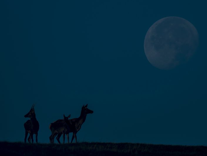 Un Fusone e due cerve si godono la luna piena che sta per tramontare - Parco Nazionale dell' Appennino Tosco Emiliano.