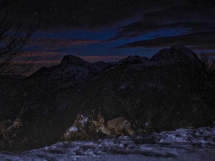 Una volpe rossa perlustra il proprio territorio poco dopo l'ora blu mentre una tormenta di neve spinta dai vicini Appennini si sta per abbattere inesorabile sulle cime Apuane - Alpi Apuane.