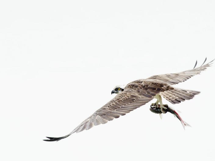 Un falco pescatore si libra sulle acque di uno stagno salato dopo la sua caccia in cerca di un angolo tranquillo dove consumare il proprio pasto - Sardegna.