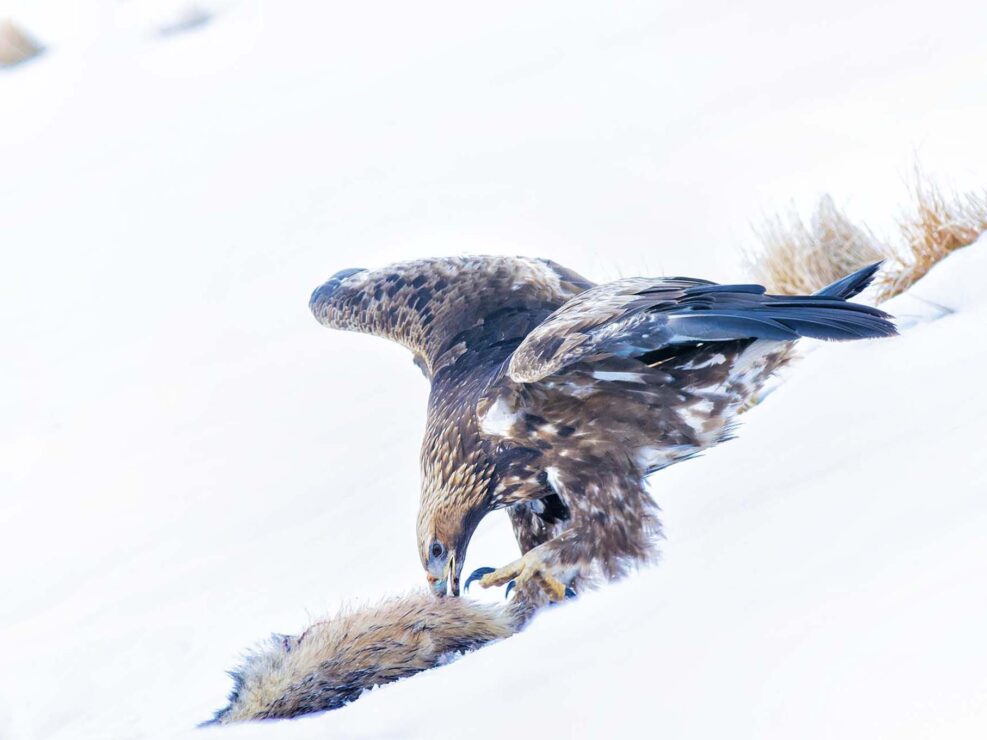 Un aquila reale ghermisce la propria preda durante una gelida mattina d'inverno - Alpi Apuane