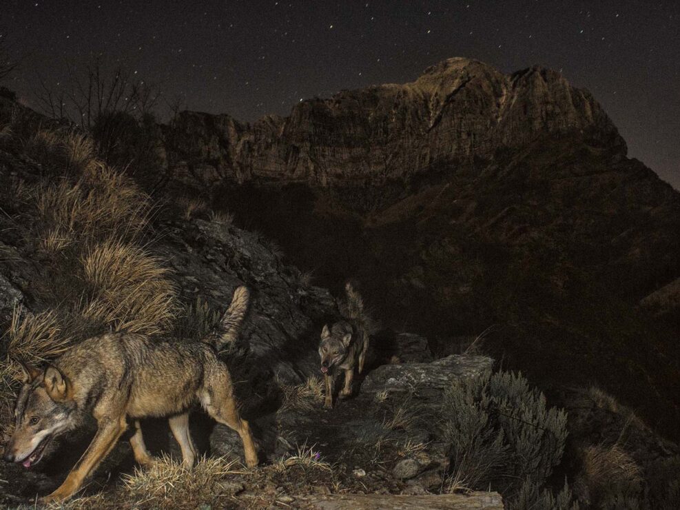 La mia foto intitolata "the herd" raffigura un branco di lupi sui sentieri di caccia all'interno del Parco delle Alpi Apuane. Questo scatto si è aggiudicato prestigiosi riconoscimenti tra cui una menzione d'onore al Wildlife Photographer of the Year 2020 e vincitrice assoluta del premio Montphoto 2020 - Alpi Apuane